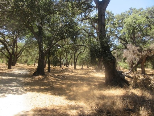 guadalupe oak grove park