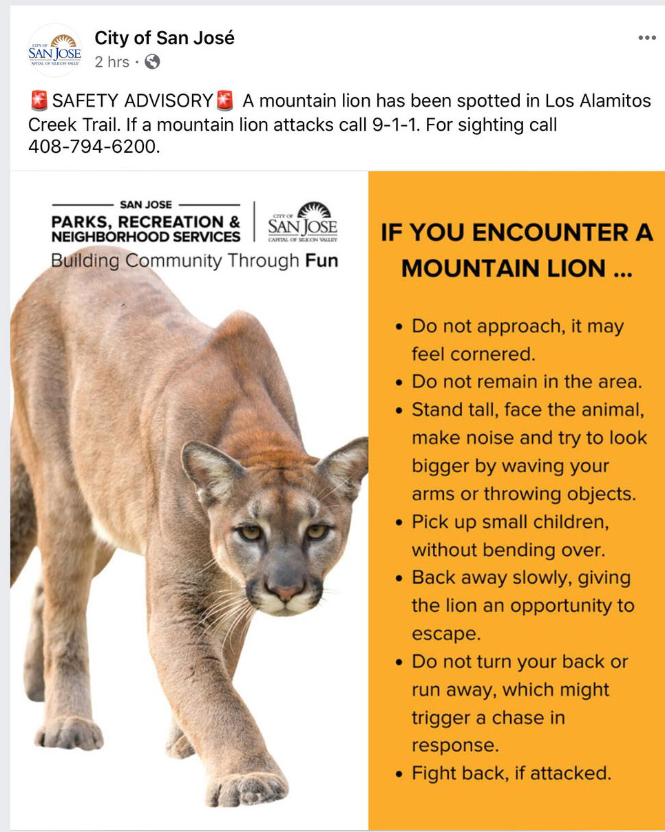 mountain lion warning